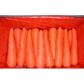 Chinois nouvelle récolte des carottes fraîches /Fresh PE de carotte